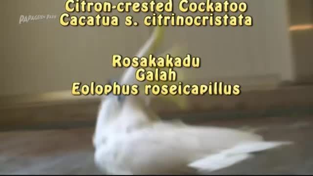 طوطی کاکادوی تاج گوگردی بزرگ(Greator Sulphur Crested C)