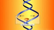 انیمیشن بیولوژی.DNA riplication