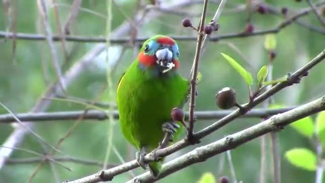 طوطی انجیری چهار چشمی Double-eyed Fig Parrot