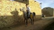 اسب عرب کرد زیبا -فروشی مخصوص تعذیه   09131635612
