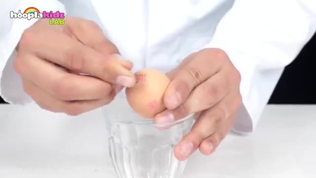 آزمایشی با تخم مرغ و سرکه