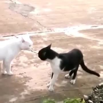 دعوای بسیار جالب 2 گربه..حتما ببینید..