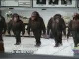 رقص میمونها