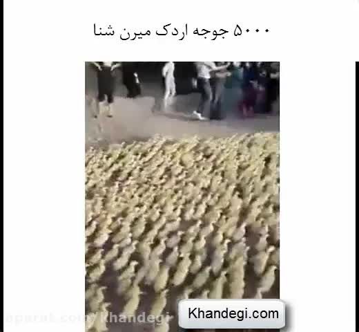 هزاران جوجه اردک یکجا