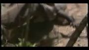 مبارزه اژدهای کومودو با اژدهای کومودو