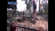 فوق العاده ترسناک!...حمله تمساح به انسان در باغ وحش!...