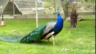 طاووس زیبا