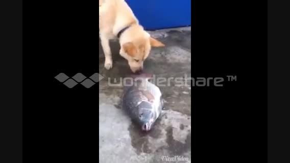 کلیپی بسیار زیبا از سگی که نمیخواهد ماهی ها بمیرند