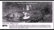 کشته شدن فیل توسط ببر بنگال ( فقط یک عکس )