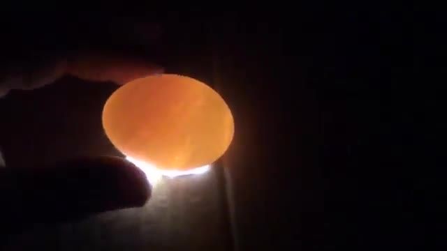 نوربینی تخم پرنده