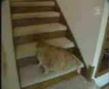 گربه خپل - سنگین ترین گربه جهان