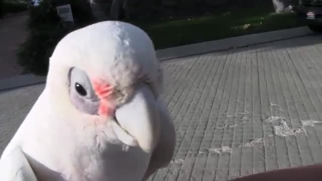 کاکادو چشم برهنه (Bare-Eyed Cockatoo)