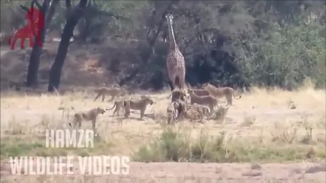 شکار زرافه توسط گله شیر