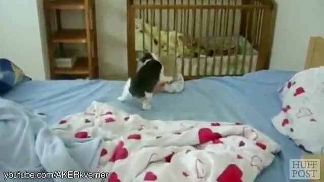 گربه در مقابل بچه