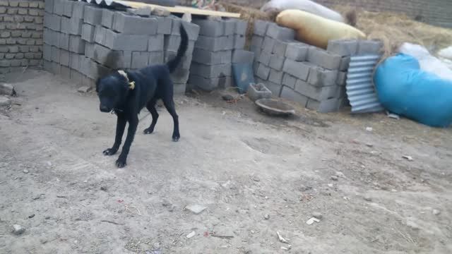 سگ سرابی ده زکی آباد
