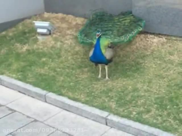 طاووس که پر هایش را باز میکند بسیار زیبا
