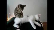 دو گربه کاملا صمیمی