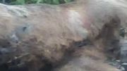 تلف شدن خرس به خاطر خوردن سم در کوه های جلده باخان