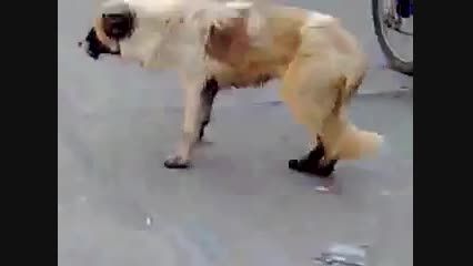 سگ رقاص