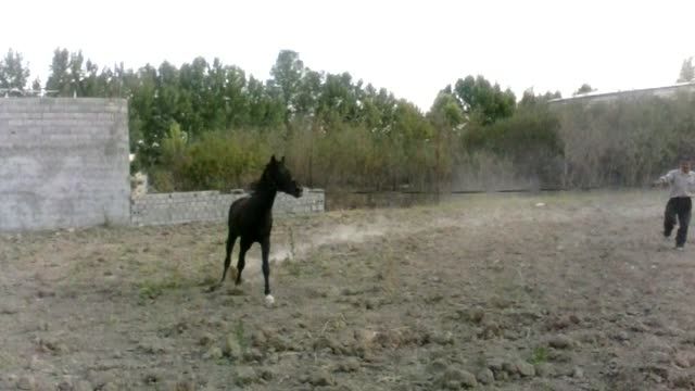 اسب سیاه(قهرمان)