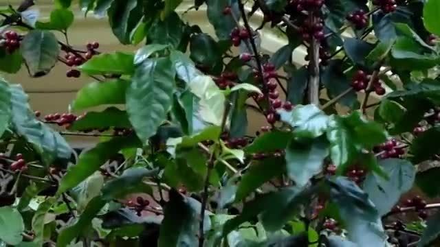 درختان قهوه در برزیل-coffee tree