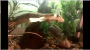 سر سوسماری در حال ماهی خوردن