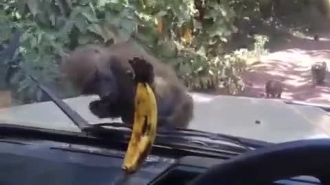 میمون و موز