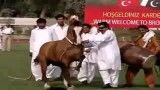 اسب پاکستان رقص