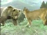 جنگ خرس و شیر.!
