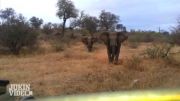 حمله کردن فیل به فیلم بردار