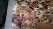 بچه همسترهای جدید من2