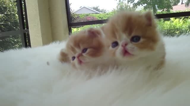 دو بچه گربه ناز و با مزه