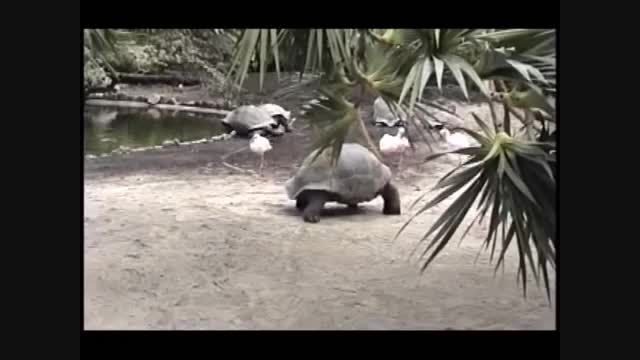 پارک پرندگان فلوریدا -1995