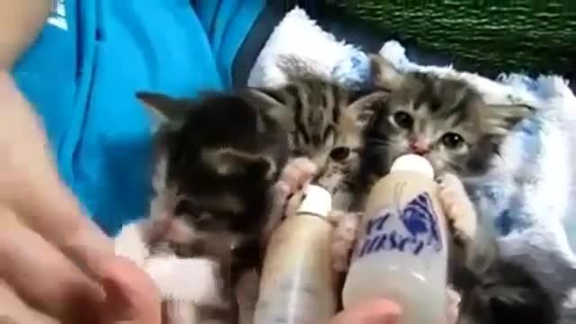 شیر خوردن بچه گربه ها با شیشه شیر واقعا جالب و دیدنیییی