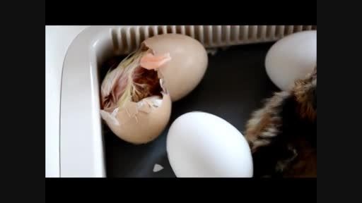 جوجه شدن تخم نطفه دار مرغ در دستگاه جوجه کشی