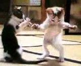 رقص گربه - با حال هست