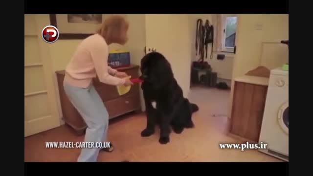 توانایی این سگ باور نکردنی است!