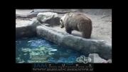 نجات کلاغ توسط خرس غول پیکر