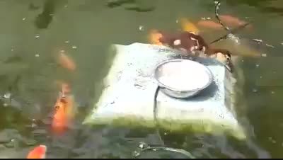 غذا دادن پرنده به ماهی ها