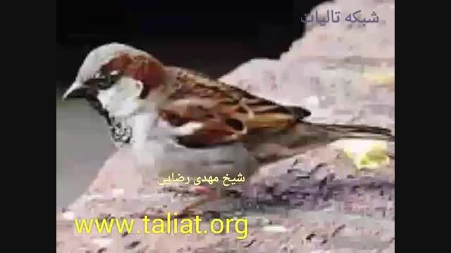 قصه سلیمان و عشق گنجشک