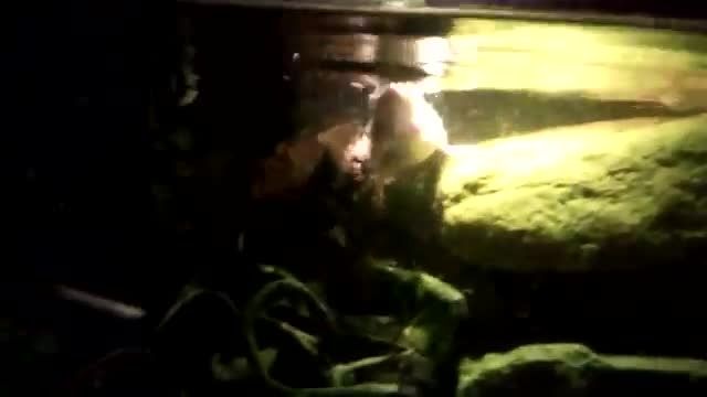 خوردن موش زنده توسط لاکپشت