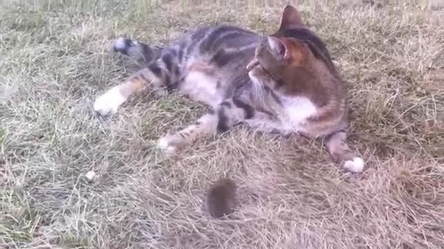 کلیپ نبرد جذاب موش و گربه