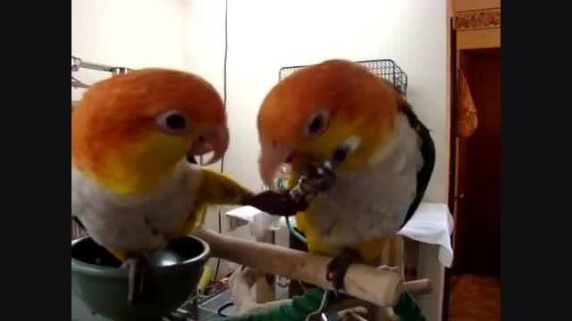 تقابل دو کایک شکم سفید (White bellied Caique)