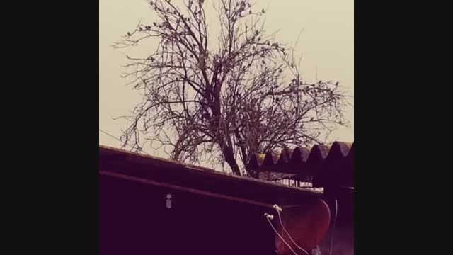 اواز پرندگان روی درخت