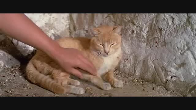 مبارزه گربه با مار کبری در فیلم جکی چان