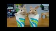 خرگوشهای بامزه وکوچولو!!