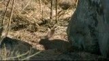 شکار خرگوش توسط سیاه گوش