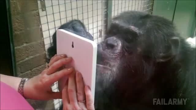 وقتی شانپانزه آینه میبیند