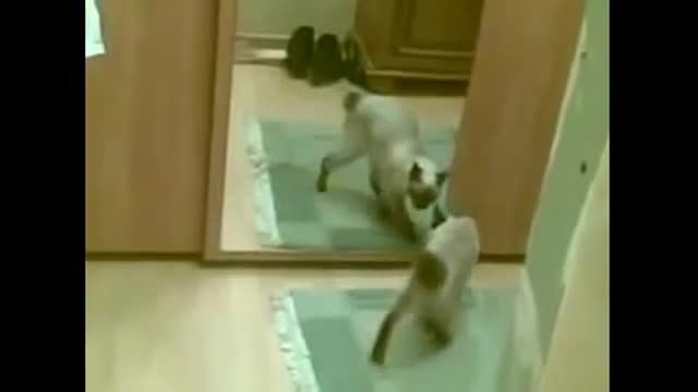 دعوای گربه با آینه