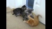کشتی گرفتن دسته جمعی بچه گربه ها!!